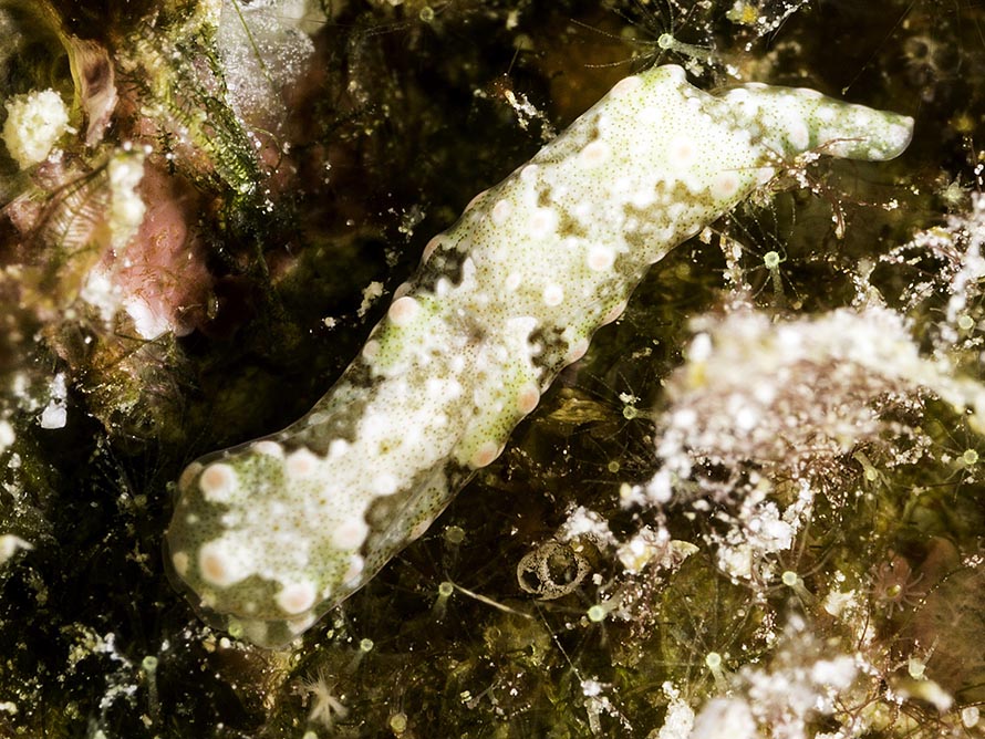 Odontoglaja guamensis